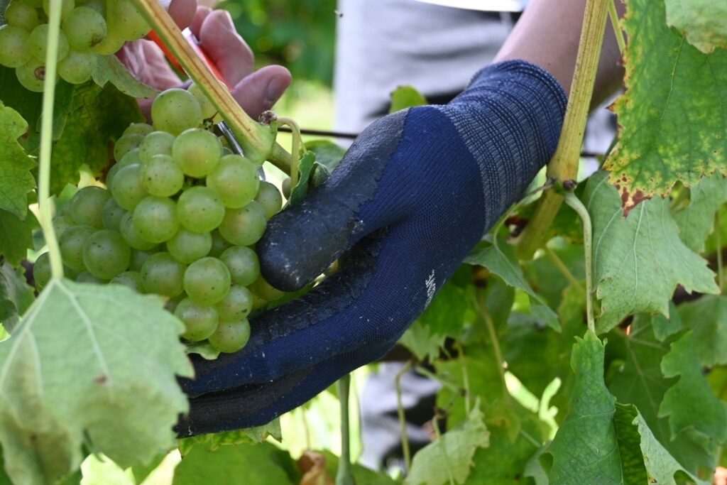 収穫ボランティア