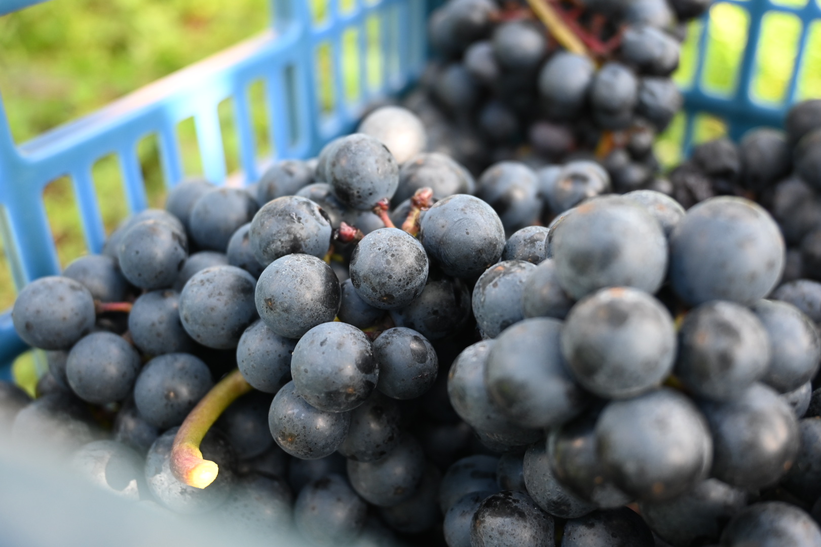 収穫ボランティア